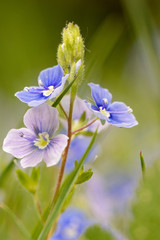 Fr&uuml;hling im Garten
