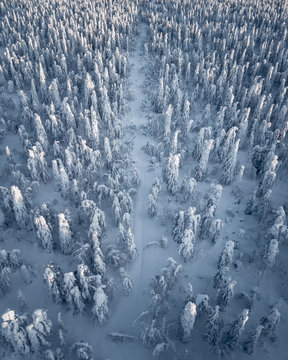 Aerial view of treetops in winter season with the path into the frozen forest, Perm krai, Usva, Russia.