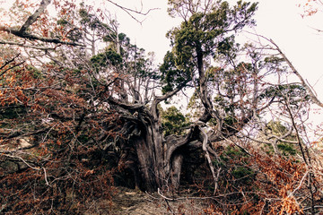 Huge ancient juniper in Utrish reserve in Russia. A large coniferous semi-dry tree was broken by lightning, but still alive. The old master of the forest.
