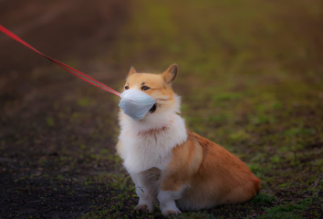 sad red Corgi puppy walking on the street in a medical mask for safety from the epidemic