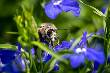 Nahaufnahme einer Honigbiene auf blauer Pflanze