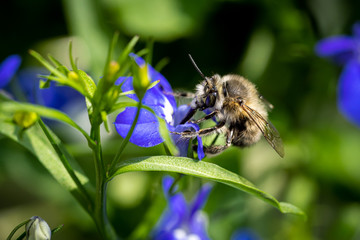 Nahaufnahme einer Honigbiene auf blauer Pflanze © Markus