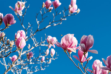 Fresh magnolia flowers on a background of blue sky
