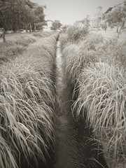 A stream with plants in the middle of the city