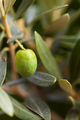 green olive fruit on a tree