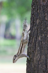 indian squirrel on a tree