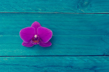 Purple orchid flower on light blue wooden texture background