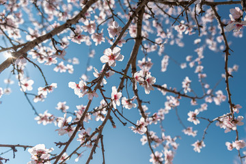 Fresh almond flowers on a background of blue sky