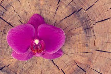 Purple orchid flower on vintage wooden texture
