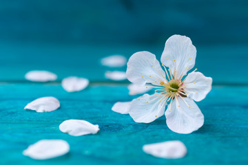 Spring cherry blossom flower and petals on blue wooden background