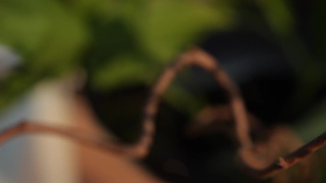 Abstract view on a composition of dry curved brown branches on deep green background, close-up.