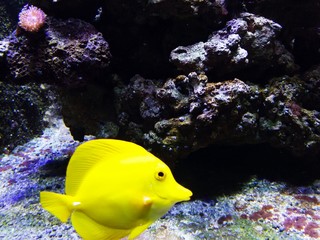 Obraz premium A bright yellow solitary fish swims in a flawless wave under a rock.