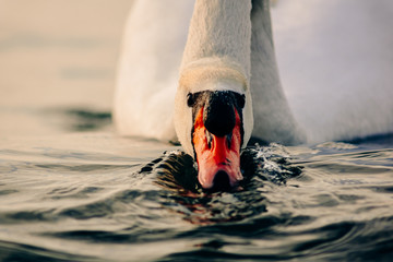 The white swan drinks sea water. Its beak scoops up water, forming waves on the sea.