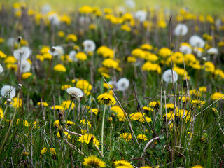 spring meadow with dandelion flowers