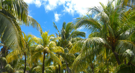 Panele Szklane  Palmy pod błękitnym niebem na tropikalnej wyspie