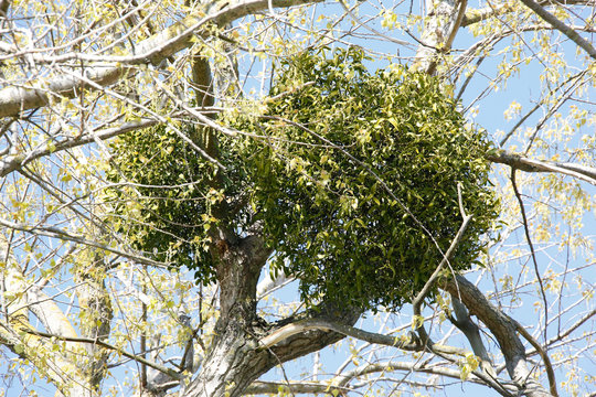 Mistletoe, Parasitizing, Bienst&auml;dt, Bienst&auml;dt Thueringen, Germany, Europe