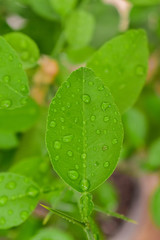 green leaf with water drops