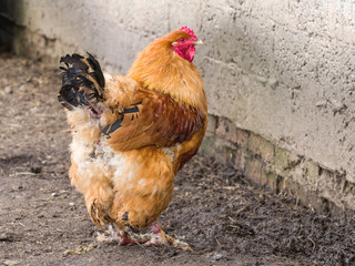 Close-up of a red-haired domestic cock outdoors in the afternoon