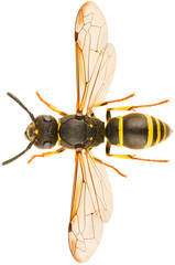 Ancistrocerus nigricornis is a species of potter wasp. Dorsal view of mason wasp isolated on white...