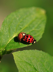 Red ladybug sitting on plant