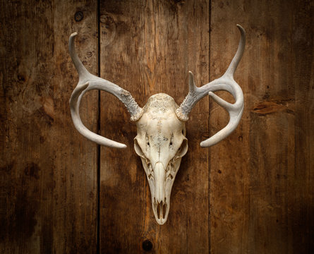 Deer Skull Earthenware Clay Pots Stock Photo 2268067955