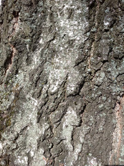 Old birch bark texture