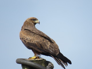 hawk perched