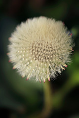 White dandelion on nature background
