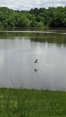 Crane over lake