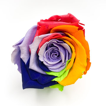 Macro of rainbow rose flower and multi colored petals on a white background