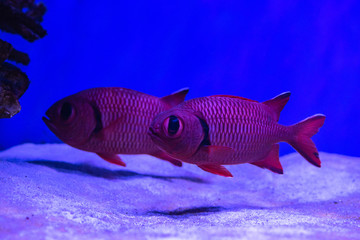 Nice squirrel fish in salt water sea aquarium with blue background