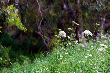 Obraz premium Sunny green grass meadow on the spring blurred background 