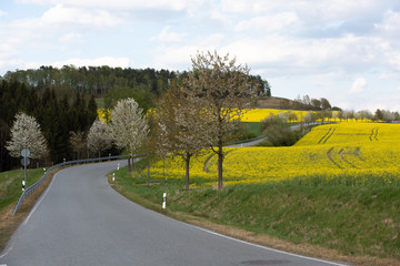 Sächsische Schweiz, Rapsfelder, Roadtrip.