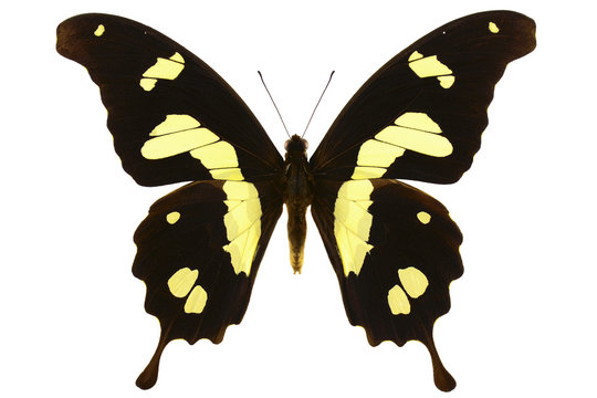 Black yellow African Swallowtail Butterfly (Papilio hesperus, male) isolated on white background