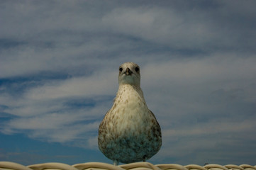 seagull on the roof