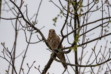 Kestrel