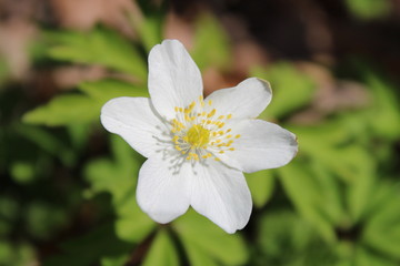 weiße Blume neben einem Bach im Wald