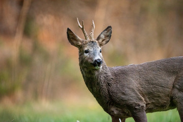 Roebuck