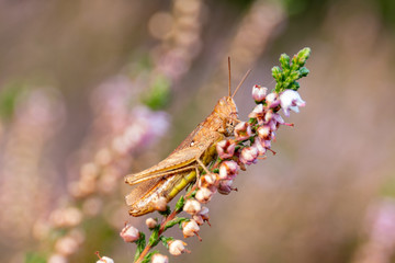 grasshopper on a flower