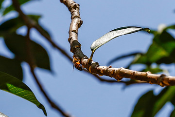 Bumble Bee to Flower
