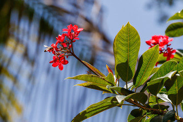 Bumble Bee to Flower