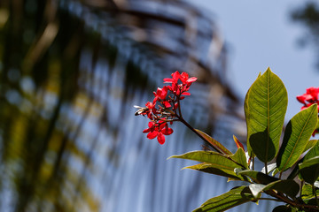 Bumble Bee to Flower