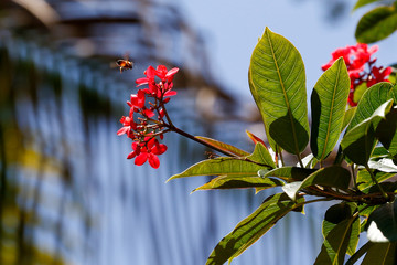 Bumble Bee to Flower