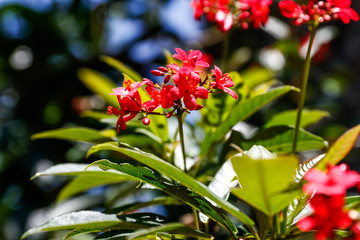 Bumble Bee to Flower