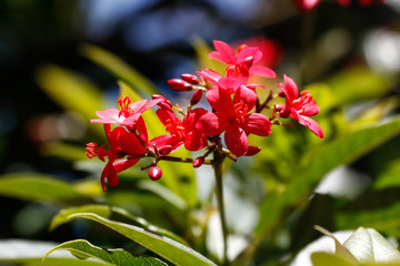 Bumble Bee to Flower
