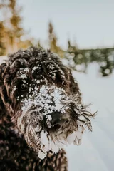 Foto op Canvas Portrait of a snowy dog © JustineJanePhoto