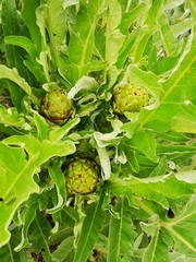 Cynara carciofo comune cardo