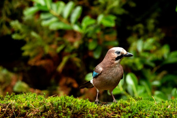 Jay in forest