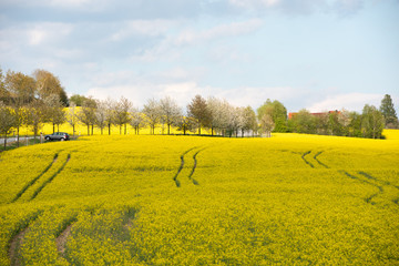 Sächsische Schweiz, Rapsfelder, Roadtrip.