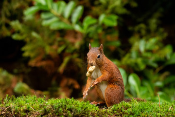 squirrel with peanut